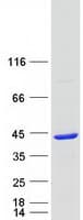 Human HTYW5 / C2orf60 Protein (Recombinant Myc-DDK (Flag))