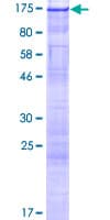 Human RNF213 Protein (Recombinant GST)