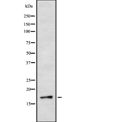 IL3 Antibody