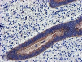CHCHD5 Antibody (clone OTI3H3)