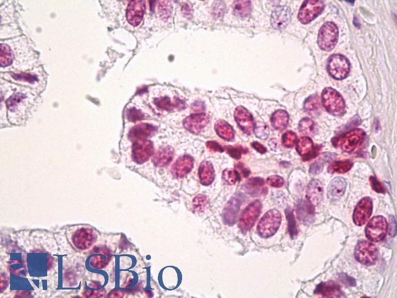 IHC-plus™ Histone H3.3 Antibody (clone 2D7-H1)