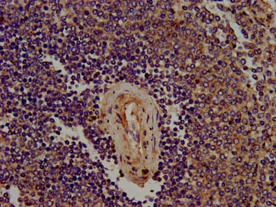 SIGLEC10 Antibody