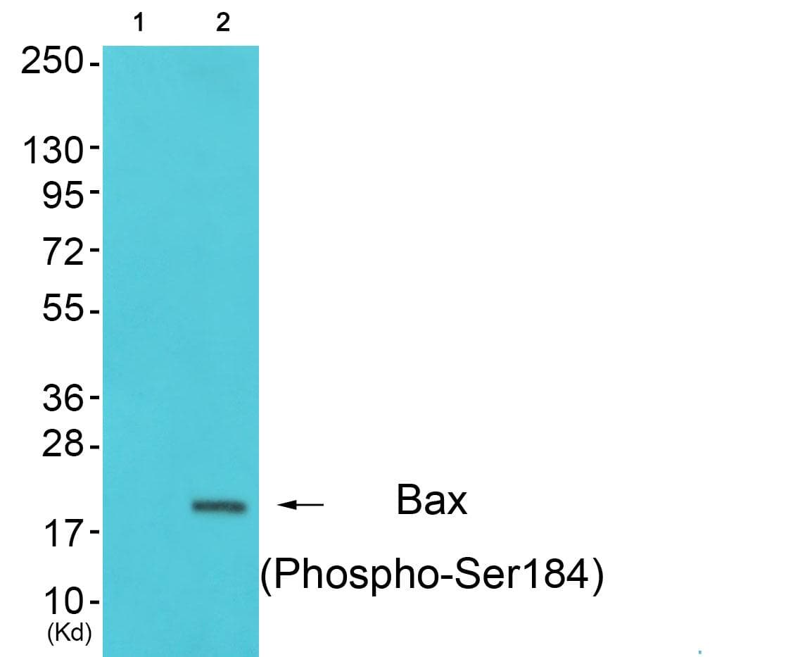 BAX Antibody (phospho-Ser184)