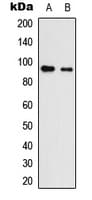 NLGN3 / Neuroligin 3 Antibody (C-Terminus)