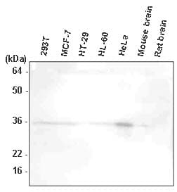 HTRA2 / OMI Antibody (clone 1B3)