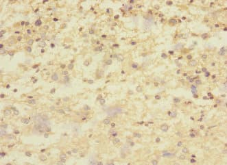 CNTNAP1 / CASPR / p190 Antibody
