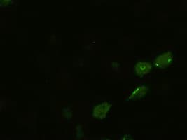 Monoclonal Mouse anti-Human BMP4 Antibody (clone OTI6B7, IF, WB)