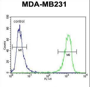 CBY1 / PGEA1 Antibody (aa98-126)