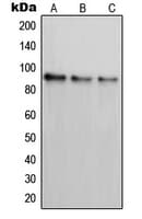 PAK7/PAK5 Antibody (C-Terminus)