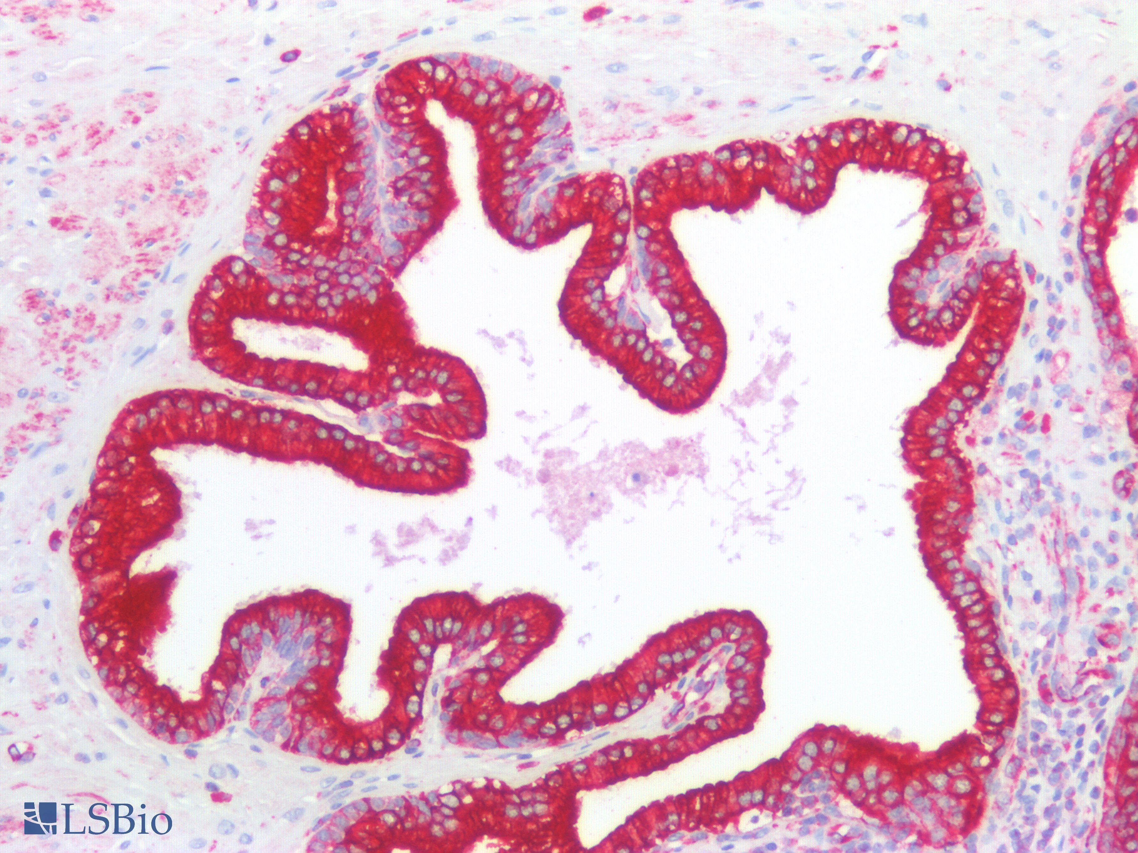 IHC-plus™ KRT18 / CK18 / Cytokeratin 18 Antibody (C-Terminus)