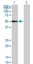 RASGEF1C Antibody (clone 3H8)