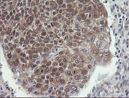 VBP1 Antibody (clone OTI2F2)
