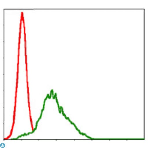 RPS6KA3 / RSK2 Antibody