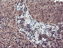 Monoclonal Mouse anti-Human NLN / Neurolysin Antibody (clone OTI3H4, IHC, WB)
