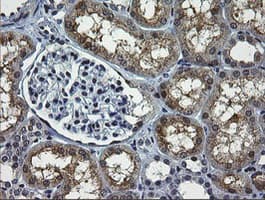 RTKN / Rhotekin Antibody (clone OTI1A4)