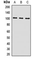 INSRR Antibody