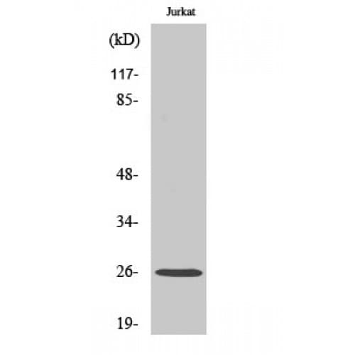RAP2C Antibody (70-150 aa, Internal)