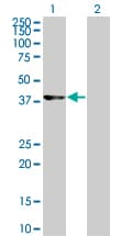 CDK9 Antibody (clone 2D7)