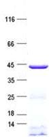 Human TRDMT1 / DNMT2 Protein (Recombinant His, N-Terminal)