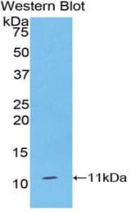 IDO1 / IDO Antibody (aa2-403, APC)