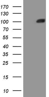 MST1 Antibody (aa194-462, clone OTI1A10)