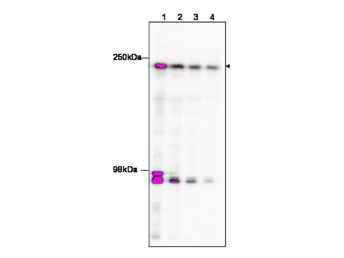 IHC-plus™ Polyclonal Rabbit anti-Human TAF1 Antibody (IHC, WB)