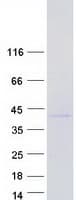 Human NFYC Protein (Recombinant Myc-DDK (Flag))