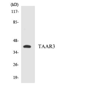TAAR3 Antibody
