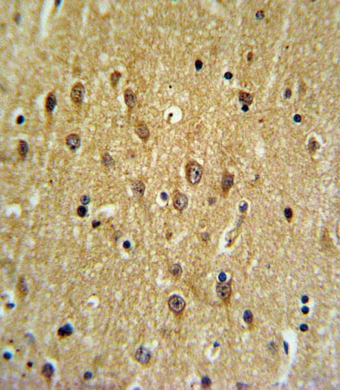EHD3 Antibody (aa22-48)