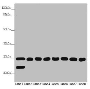 Polyclonal Rabbit anti-Human CHCHD3 Antibody (IHC, WB)