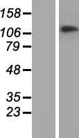 CHTF18 / RUVBL Protein (Over-Expression Lysate Myc-DDK (Flag))