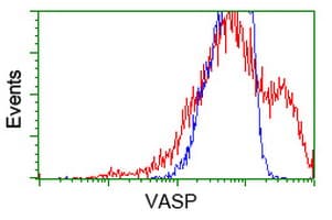 VASP Antibody (clone OTI1H8)