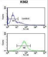 Polyclonal Rabbit anti-Human SMAGP Antibody (aa46-75, IHC, WB)