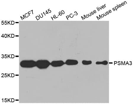 IHC-plus™ PSMA3 Antibody