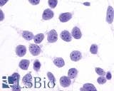 IHC-plus™ Polyclonal Rabbit anti-Human PTGER4 / EP4 Antibody (N-Terminus, IHC)