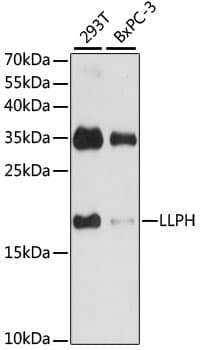 Polyclonal Rabbit anti-Human LLPH / C12orf31 Antibody (WB)