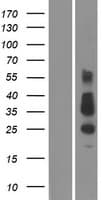 TMEM26 Protein (Over-Expression Lysate Myc-DDK (Flag))
