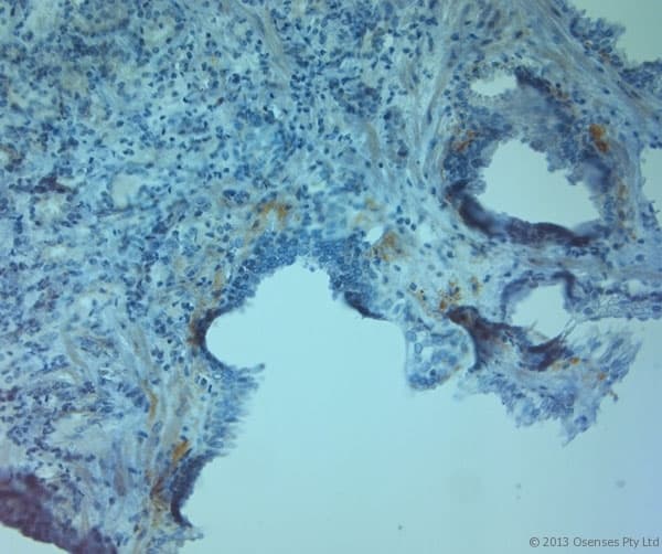 TJP2 / ZO2 / ZO-2 Antibody (aa740-790)