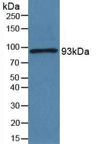 POSTN / Periostin Antibody (aa97-230)