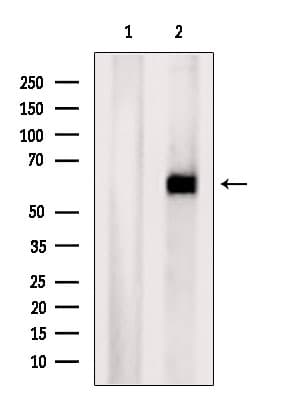 Polyclonal Rabbit anti-Human ZNF238 Antibody (IF, WB)