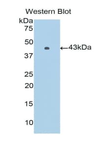 PIM1 / Pim-1 Antibody (aa129-268, FITC)