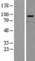 Human PPP4R4 Protein (Over-Expression Lysate Myc-DDK (Flag))