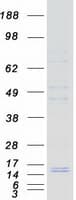 Human VPREB3 Protein (Recombinant Myc-DDK (Flag))