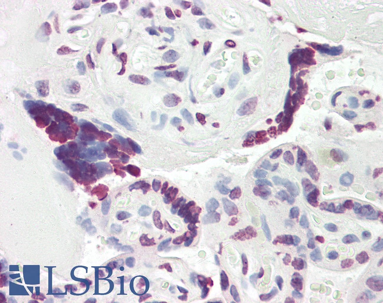 IHC-plus™ MCM3AP / GANP Antibody (aa1841-1890)