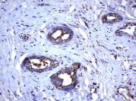 CD30 Antibody (clone OTI16H5)