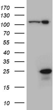 CSF3 / G-CSF Antibody (clone OTI3A3)