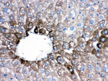 Polyclonal Rabbit anti-Human CYP1A2 Antibody (IHC, WB)