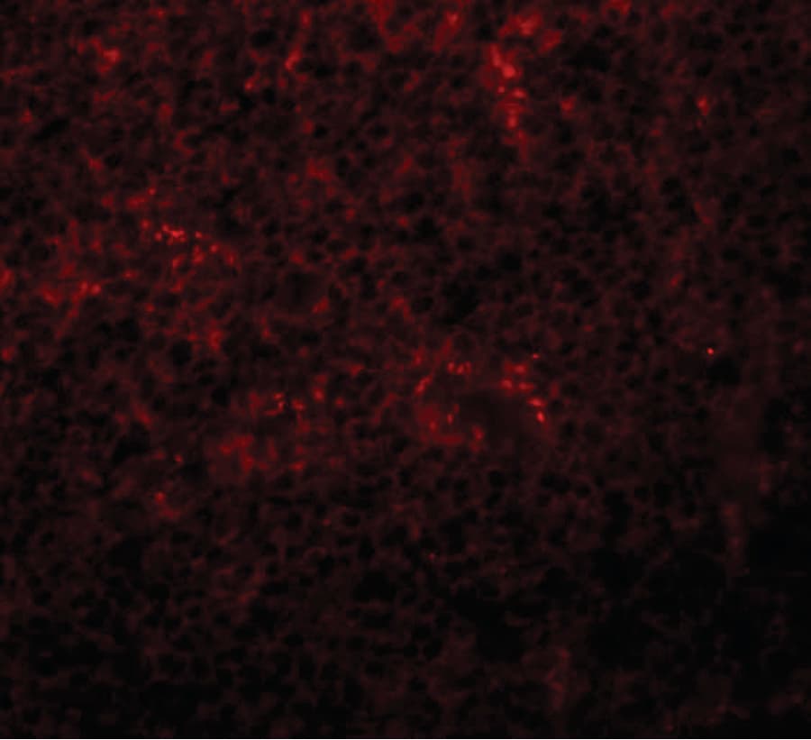 IHC-plus™ SLC37A2 Antibody