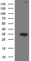 SOCS3 Antibody (clone OTI8G3)