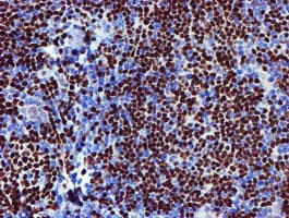 MEF2C Antibody (clone OTI4G8)